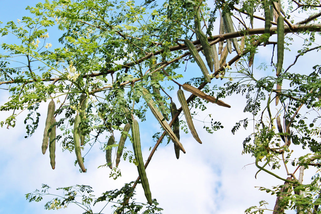 10 Flowering DRUMSTICK TREE Moringa Oleifera Seeds (Miracle Tree / Ben Oil Tree)