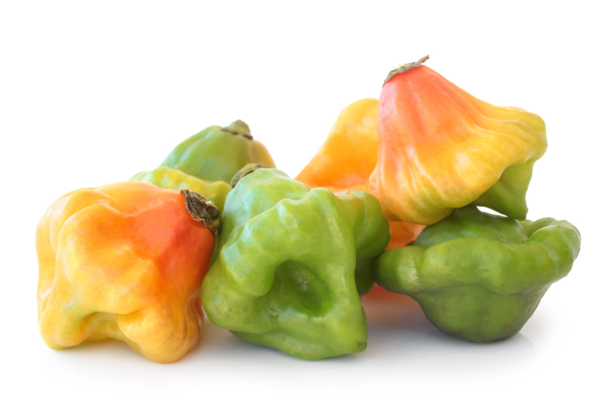40 Orange SCOTCH BONNET PEPPER very hot Jamaican Capsicum Annuum Vegetable Seeds