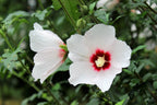 25 White & Hot Pink ROSE Of SHARON HIBISCUS Syriacus Flower Tree Bush Seeds