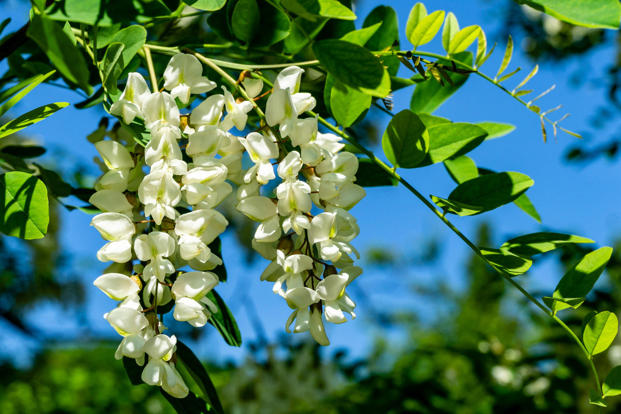 thumbnail image 2 of CHUXAY GARDEN 25 Seeds Robinia Pseudoacacia,Black Locust 2 of 13