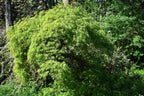 10 Upright GREEN LACELEAF MAPLE Japanese Seiryu Acer Palmatum Dissectum Viridis Tree Seeds