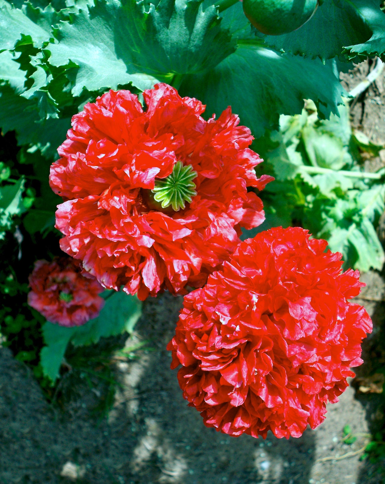 100 Giant Double RED PEONY POPPY Papaver Peoniflorum Flower Seeds