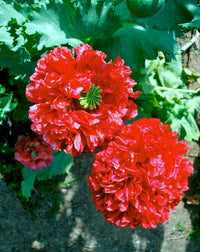 100 Giant Double RED PEONY POPPY Papaver Peoniflorum Flower Seeds