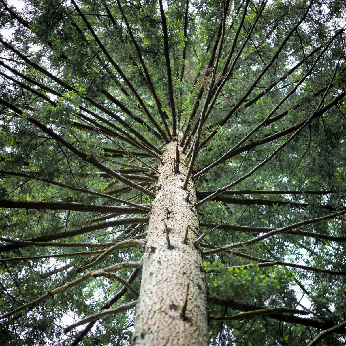 20 DOUGLAS FIR Tree Abies Pseudotsuga Menziesii Christmas Tree Blue Douglas Pine Spruce Native Evergreen Seeds