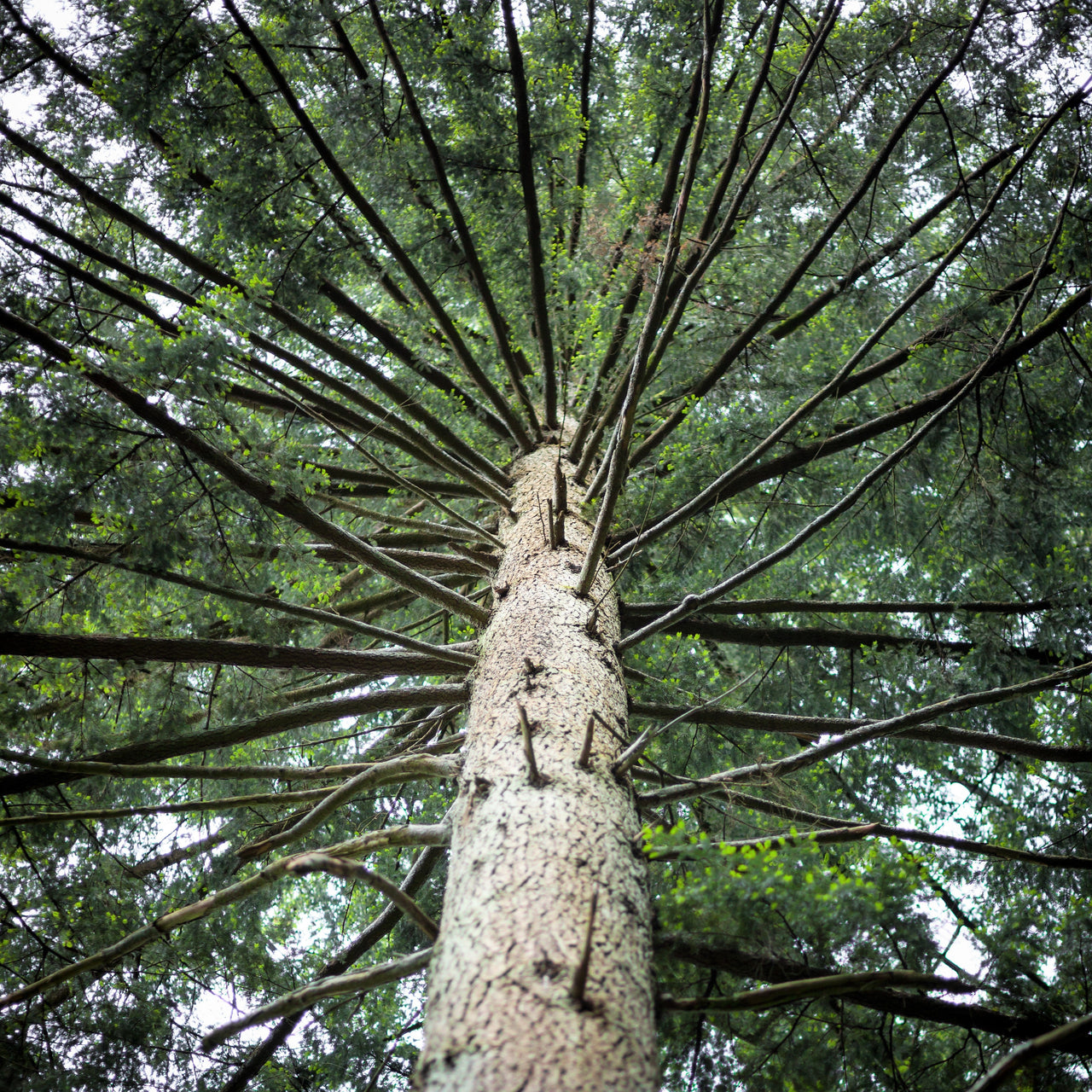 20 DOUGLAS FIR Tree Abies Pseudotsuga Menziesii Christmas Tree Blue Douglas Pine Spruce Native Evergreen Seeds