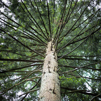 20 DOUGLAS FIR Tree Abies Pseudotsuga Menziesii Christmas Tree Blue Douglas Pine Spruce Native Evergreen Seeds