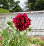 100 Red OASE PEONY POPPY Papaver Peoniflorum Double Flower Seeds