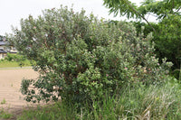 10 PINEAPPLE GUAVA Fruit Acca Guavasteen Brazilian or Fig Guava Feijoa Sellowiana Pink Red Flower Tree Shrub Seeds