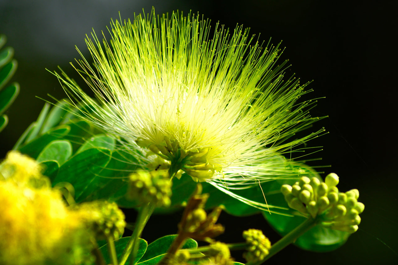 20 WOMAN'S TONGUE TREE White Mimosa Nectar Flower Albizia Lebbeck Legume Seeds