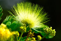 20 WOMAN'S TONGUE TREE White Mimosa Nectar Flower Albizia Lebbeck Legume Seeds