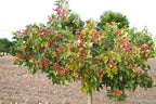5 PISTACHIO NUT TREE Pistacia Vera Fruit Red Flowers Seeds