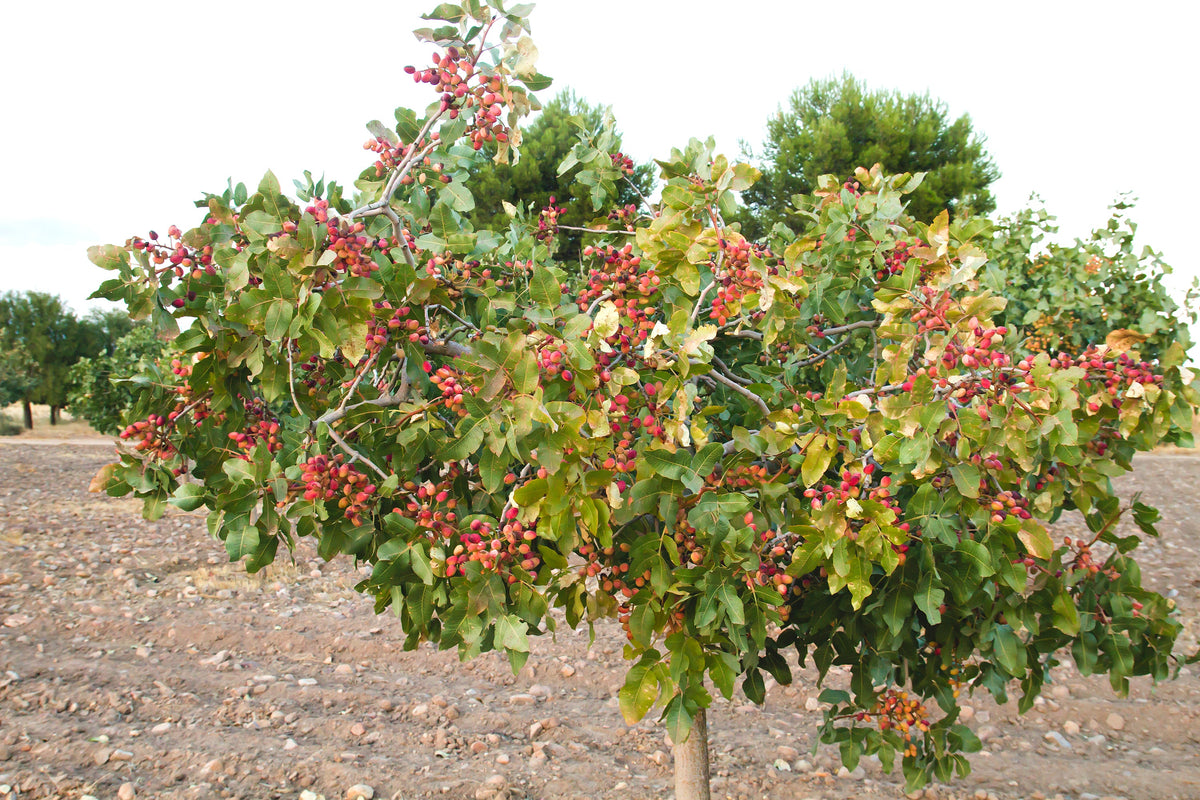5 PISTACHIO NUT TREE Pistacia Vera Fruit Red Flowers Seeds