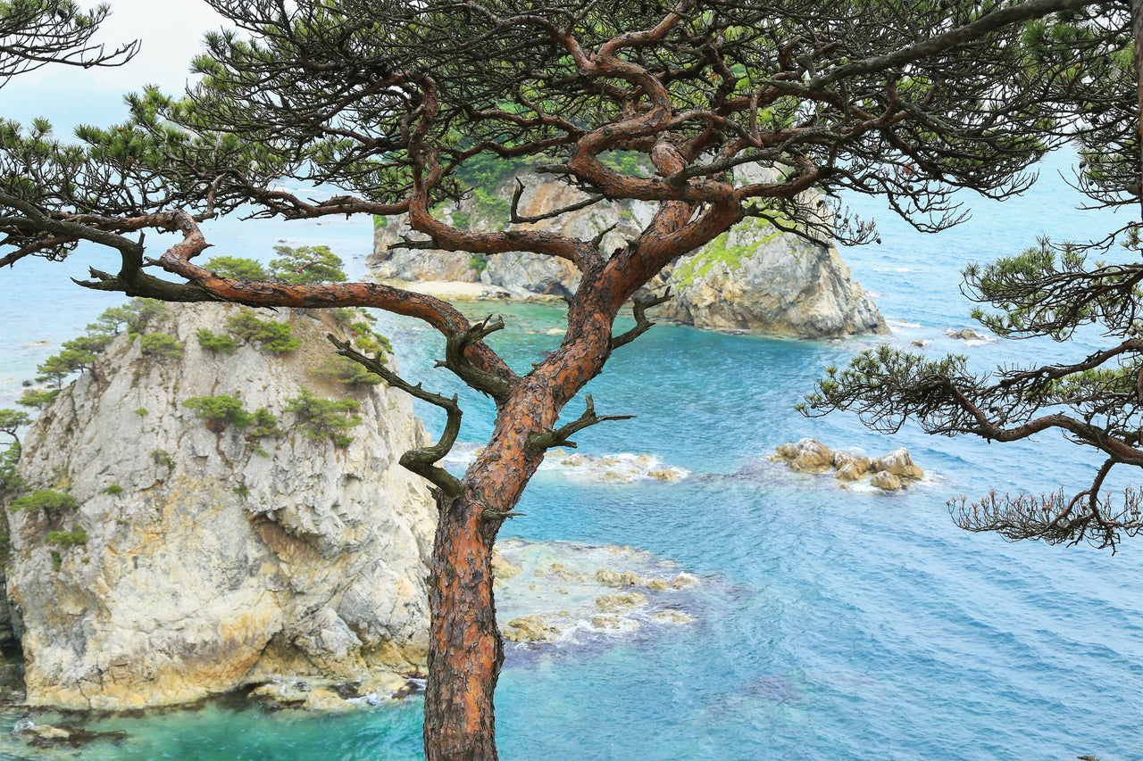 10 RED Japanese PINE TREE Korean Pinus Densiflora Evergreen Seeds