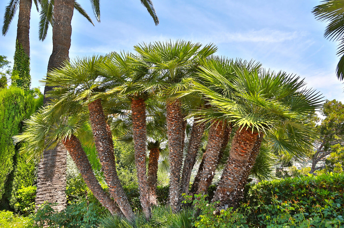 5 MEDITERRANEAN FAN PALM European Dwarf Tree Shrub Chamaerops Humilis Seeds