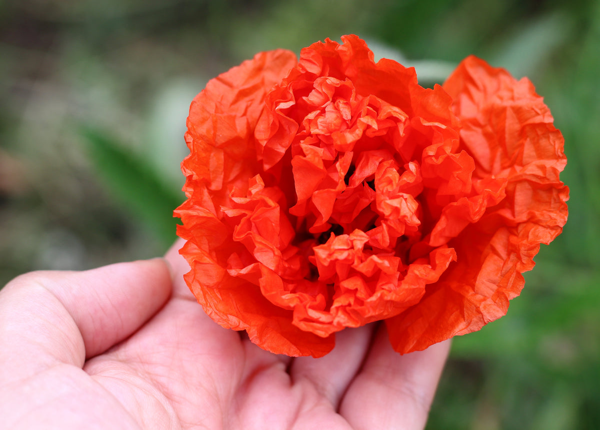 100 Giant Double RED PEONY POPPY Papaver Peoniflorum Flower Seeds