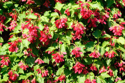 20 Tartarian FLAME MAPLE TREE Red Acer Tartaricum Seeds