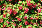 20 Tartarian FLAME MAPLE TREE Red Acer Tartaricum Seeds