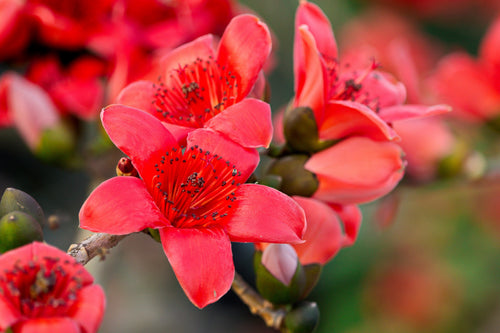 10 RED SILK COTTON Tree Bombax Ceiba Kapok Tropical Flower Seeds
