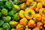 40 Yellow SCOTCH BONNET PEPPER very hot Jamaican Capsicum Annuum Vegetable Seeds