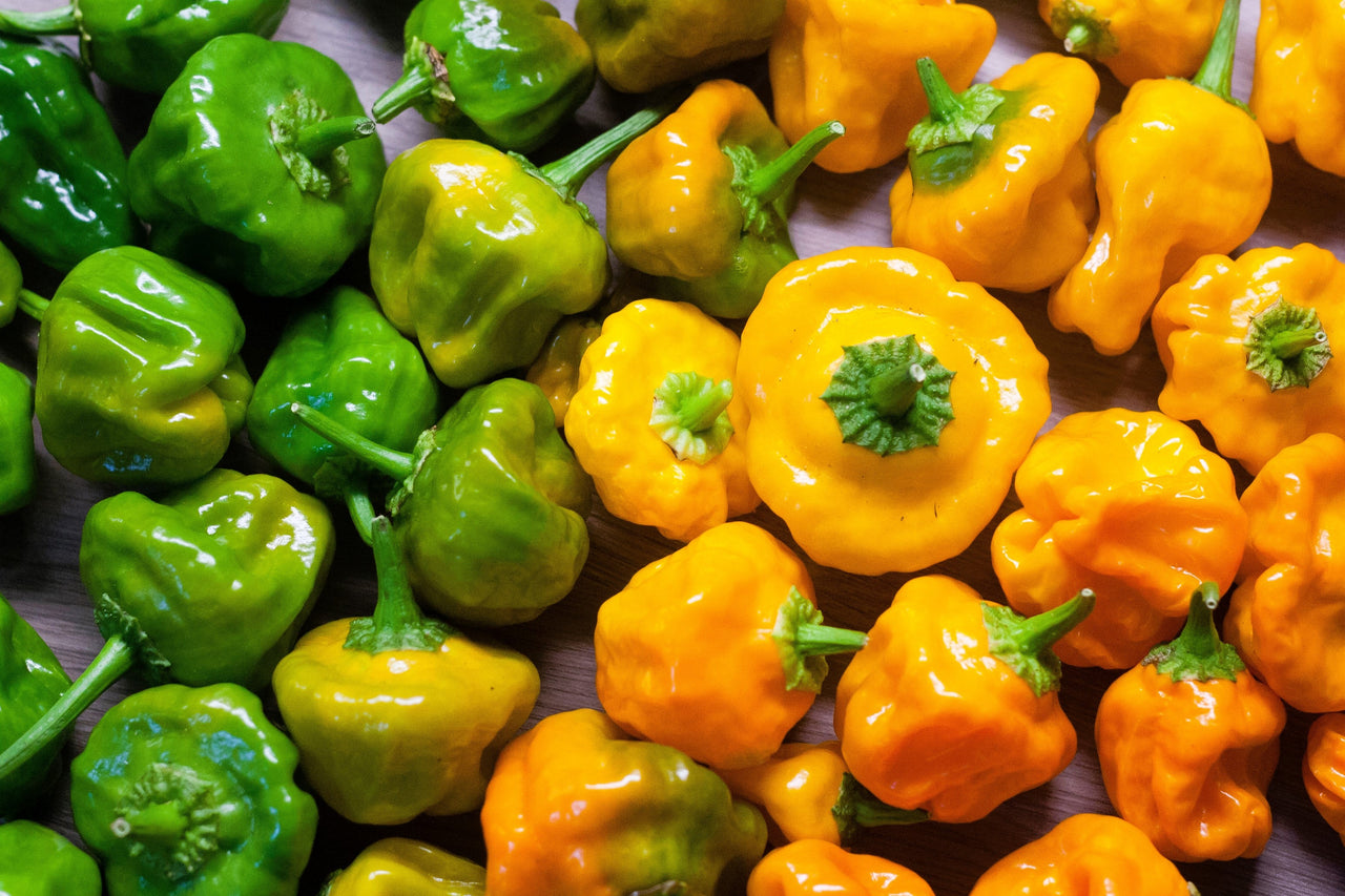 40 Yellow SCOTCH BONNET PEPPER very hot Jamaican Capsicum Annuum Vegetable Seeds
