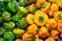 40 Yellow SCOTCH BONNET PEPPER very hot Jamaican Capsicum Annuum Vegetable Seeds
