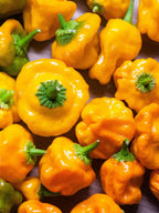 40 Yellow SCOTCH BONNET PEPPER very hot Jamaican Capsicum Annuum Vegetable Seeds
