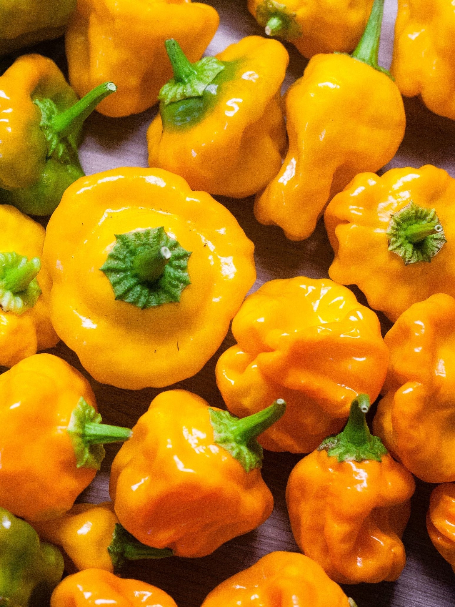 40 Yellow SCOTCH BONNET PEPPER very hot Jamaican Capsicum Annuum Vegetable Seeds