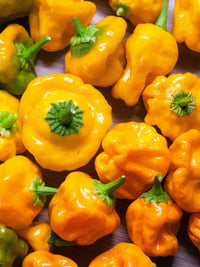 40 Yellow SCOTCH BONNET PEPPER very hot Jamaican Capsicum Annuum Vegetable Seeds