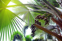 10 Hardy SABAL PALM TREE Cabbage Palmetto Flower Seeds