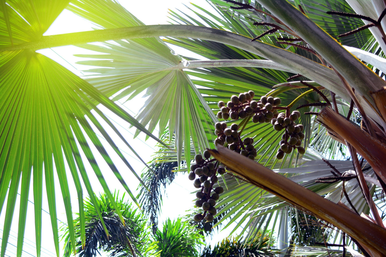 10 Hardy SABAL PALM TREE Cabbage Palmetto Flower Seeds
