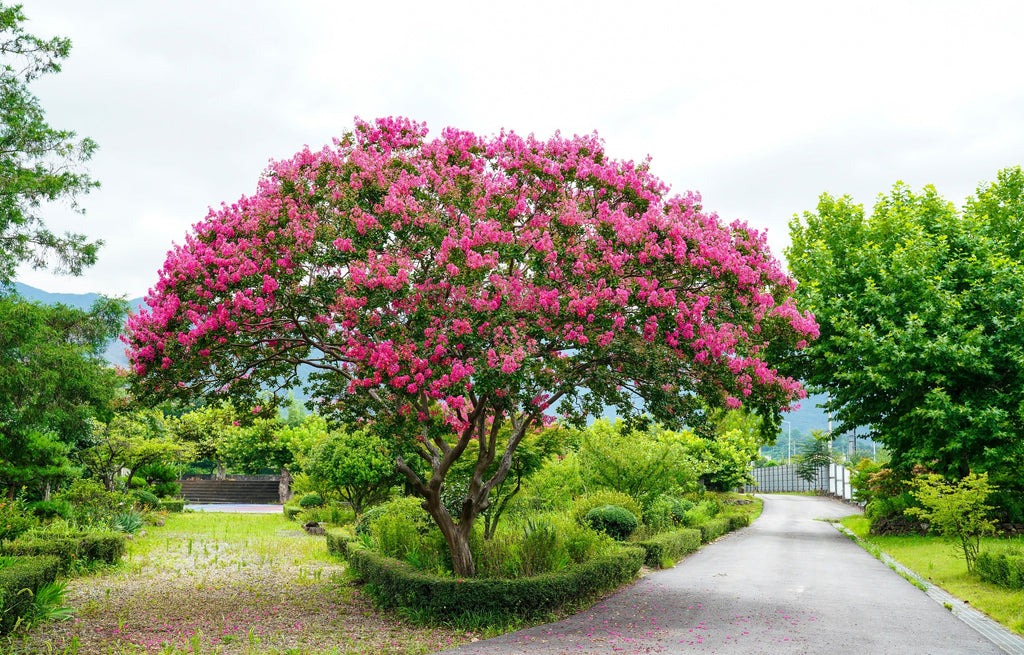 1000 Bulk CREPE MYRTLE Mixed Colors Lagerstroemia Indica Mix Tree Shrub Flower Seeds - Red, Purple, Light Pink, Dark Pink, White, & Lilac