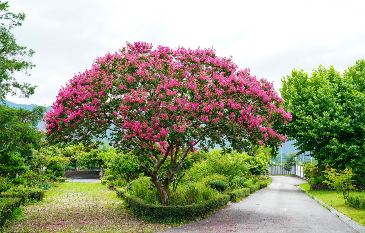 1000 Bulk CREPE MYRTLE Mixed Colors Lagerstroemia Indica Mix Tree Shrub Flower Seeds - Red, Purple, Light Pink, Dark Pink, White, & Lilac