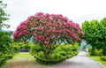 35 Dark PINK CREPE MYRTLE Lagerstroemia Indica Flowering Shrub Bush Small Tree Seeds