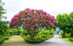 35 Dark PINK CREPE MYRTLE Lagerstroemia Indica Flowering Shrub Bush Small Tree Seeds