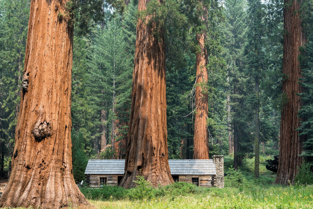 40 GIANT SEQUOIA Sequoiadendron Giganteum Sierra Redwood Tree Seeds