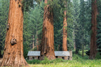 40 GIANT SEQUOIA Sequoiadendron Giganteum Sierra Redwood Tree Seeds