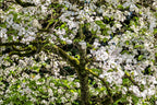 10 American WHITE FLOWERING DOGWOOD Small Tree Cornus Florida Seeds