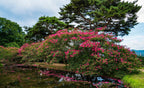 35 Dark PINK CREPE MYRTLE Lagerstroemia Indica Flowering Shrub Bush Small Tree Seeds