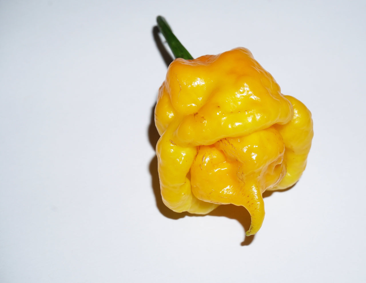 40 Yellow SCOTCH BONNET PEPPER very hot Jamaican Capsicum Annuum Vegetable Seeds