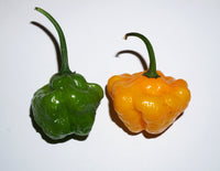 40 Yellow SCOTCH BONNET PEPPER very hot Jamaican Capsicum Annuum Vegetable Seeds