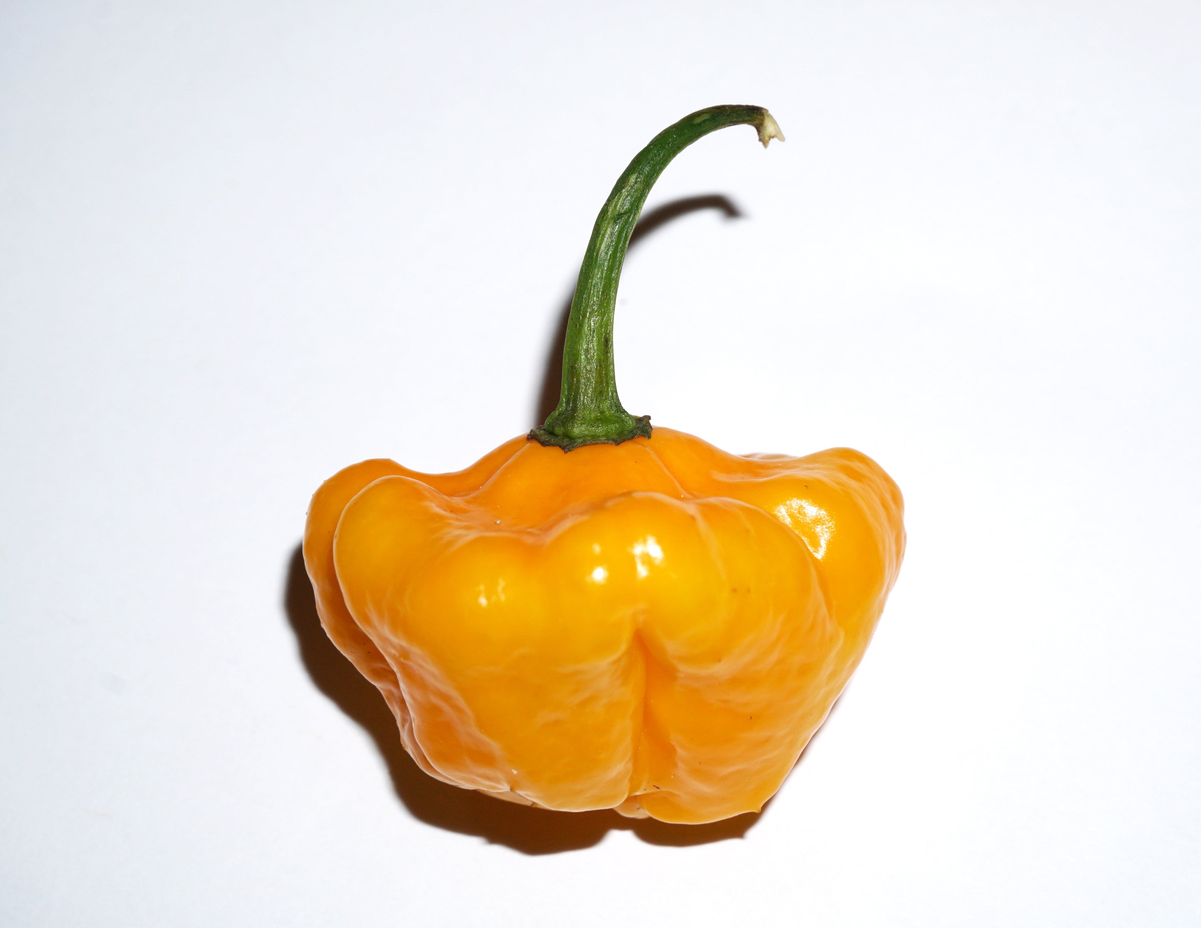 40 Yellow SCOTCH BONNET PEPPER very hot Jamaican Capsicum Annuum Vegetable Seeds