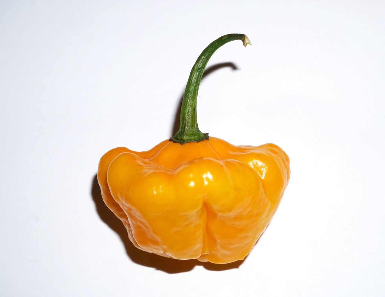 40 Yellow SCOTCH BONNET PEPPER very hot Jamaican Capsicum Annuum Vegetable Seeds