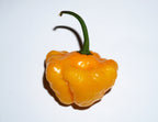 40 Yellow JAMAICAN HOT PEPPER Capsicum Annuum Scotch Bonnet Vegetable Seeds