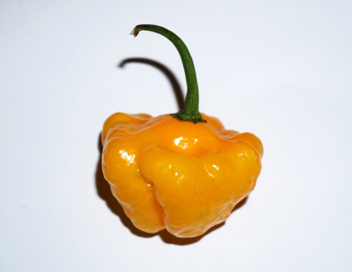 40 Yellow JAMAICAN HOT PEPPER Capsicum Annuum Scotch Bonnet Vegetable Seeds