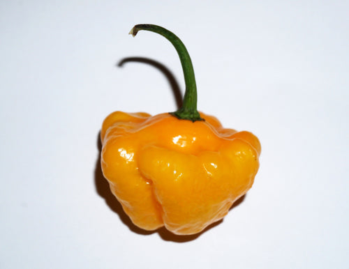 40 Yellow JAMAICAN HOT PEPPER Capsicum Annuum Scotch Bonnet Vegetable Seeds