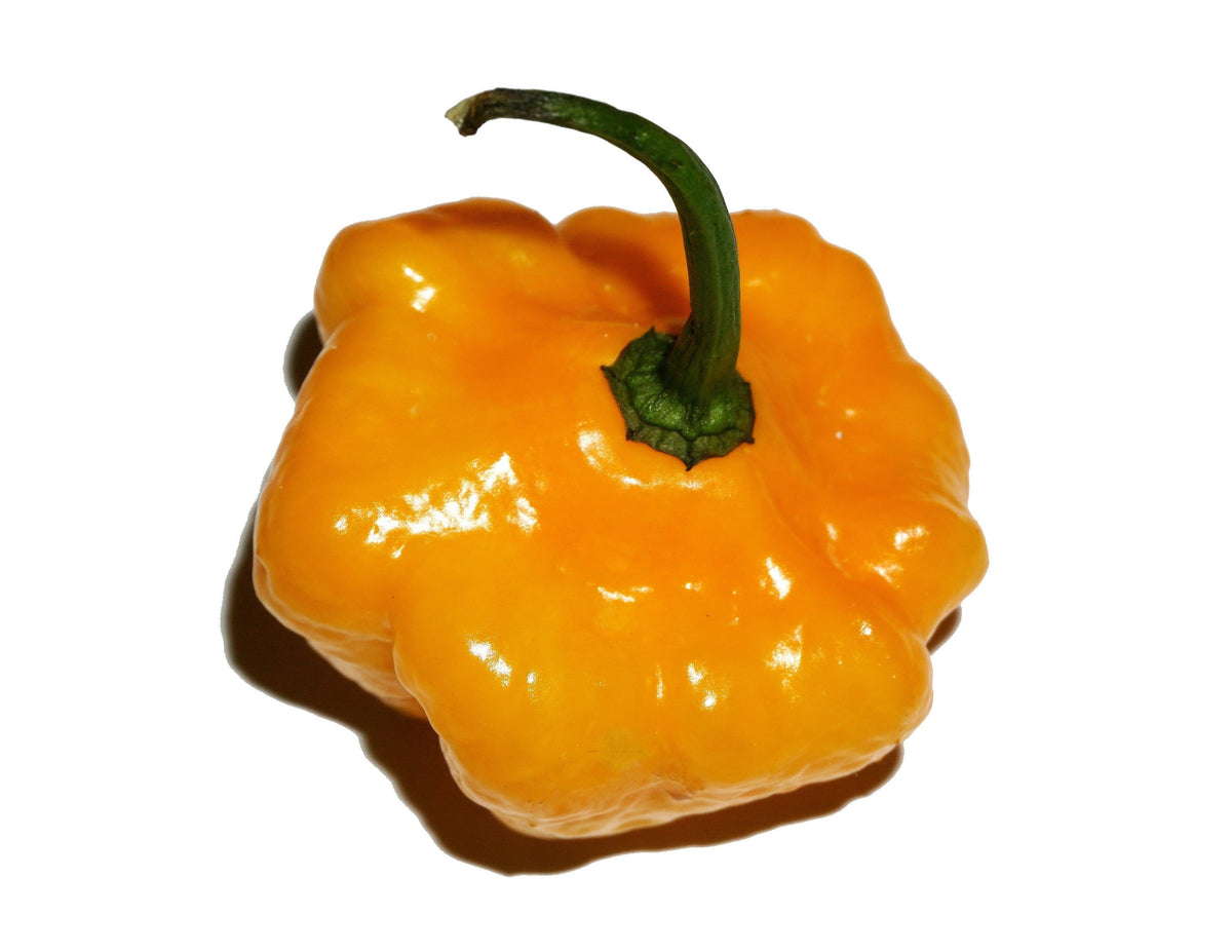 40 Yellow JAMAICAN HOT PEPPER Capsicum Annuum Scotch Bonnet Vegetable Seeds
