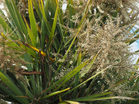 10 Hardy SABAL PALM TREE Cabbage Palmetto Flower Seeds