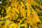 10 GOLDEN MIMOSA Acacia Baileyana Yellow Wattle Tree Flower Seeds
