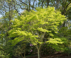 10 YELLOW ASH TREE Kentucky Yellowwood White Flowers Cladrastis Lutea Kentukea Seeds