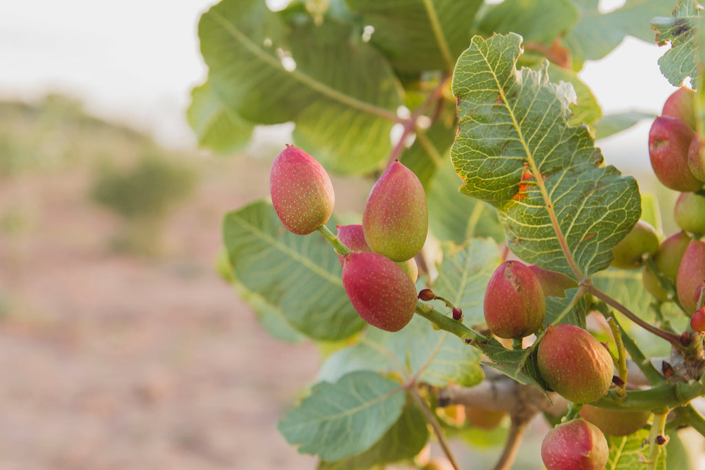 5 PISTACHIO NUT TREE Pistacia Vera Fruit Red Flowers Seeds